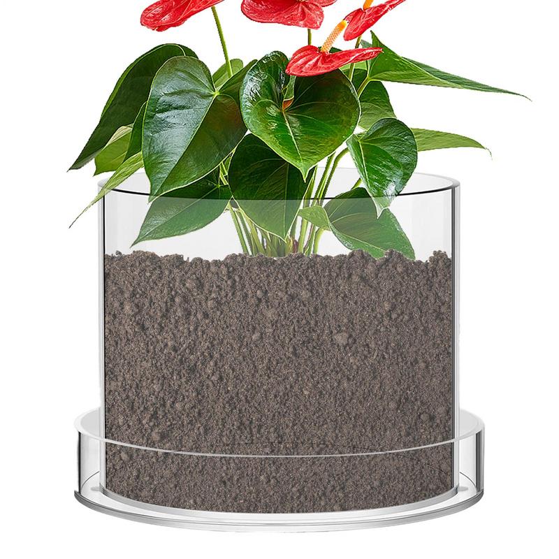 Vasi per piante trasparenti co - Food Storage Plants recensione e prezzo