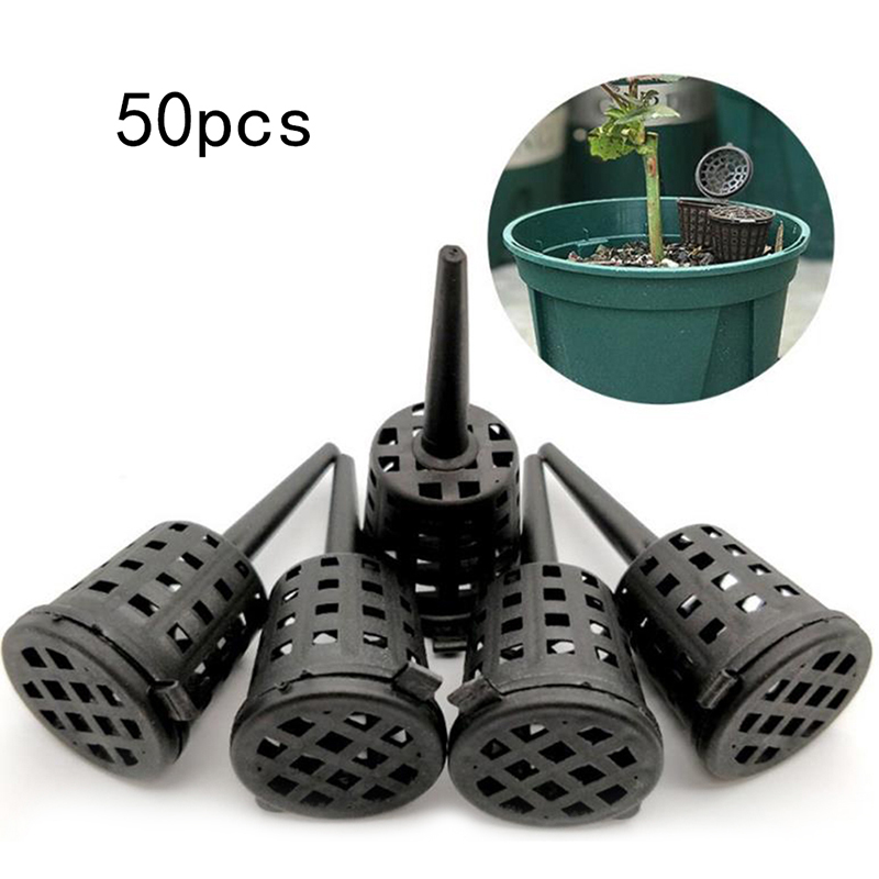 50 pz/pacco piante cesto di fe - Food Storage Plants recensione e prezzo